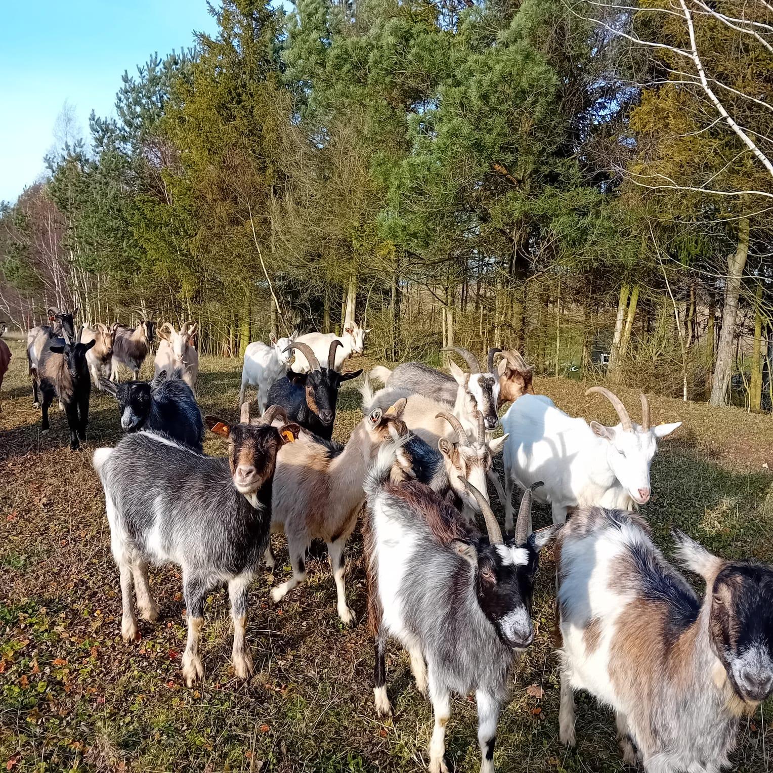 Floki Sery Kobysewo  - zdjęcie 5