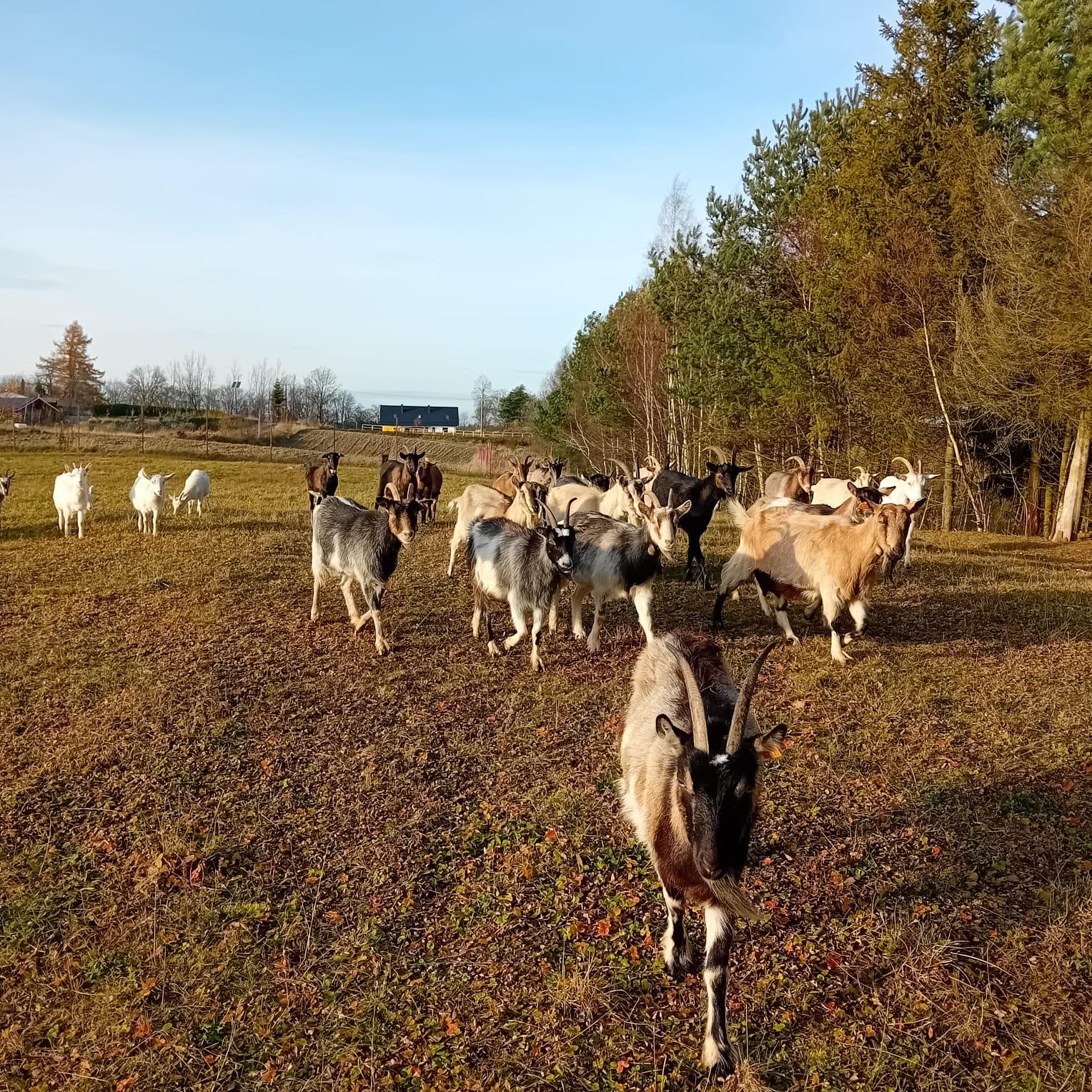 Floki Sery Kobysewo  - zdjęcie 7