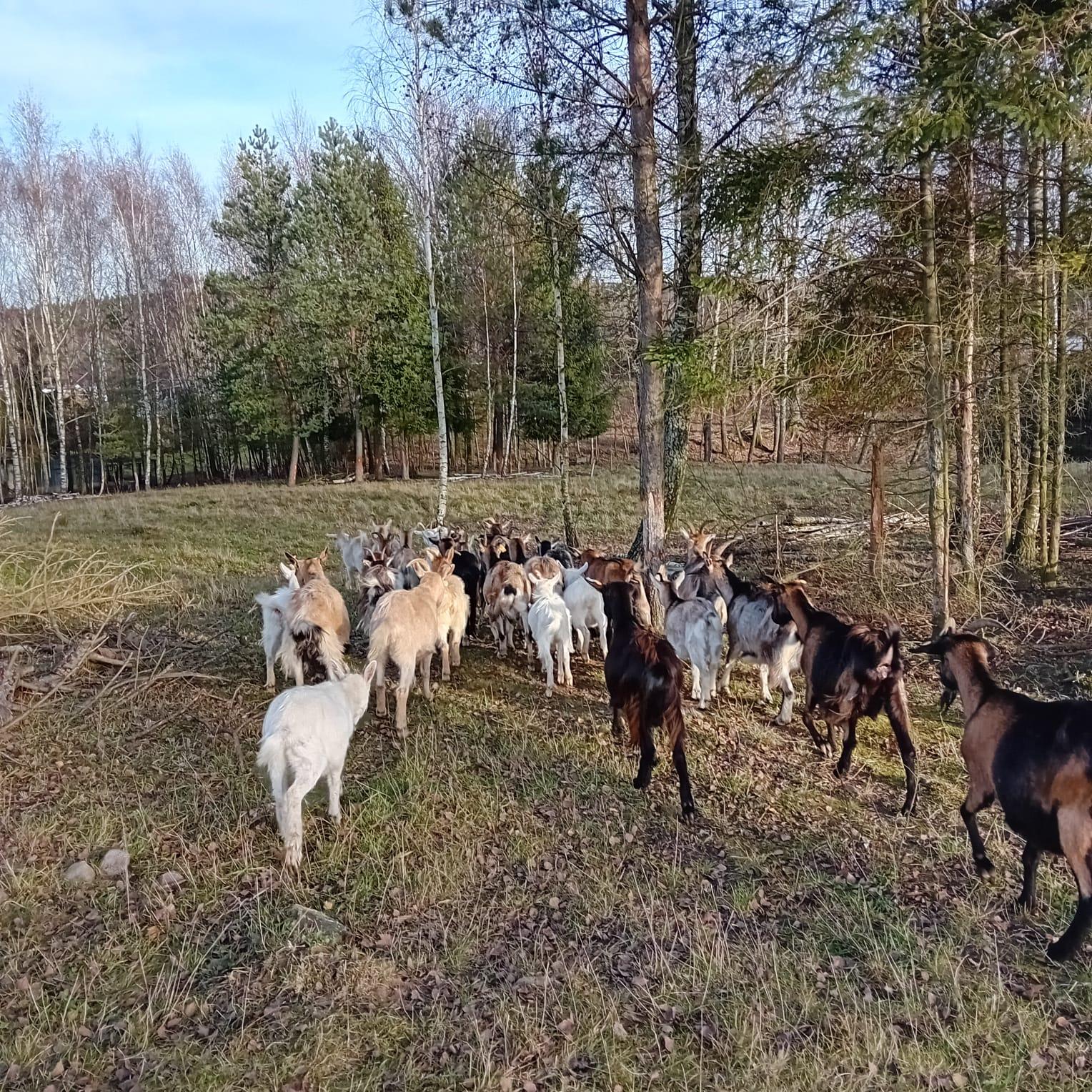 Floki Sery Kobysewo  - zdjęcie 4