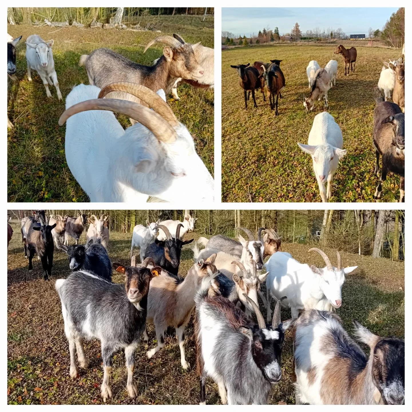 Floki Sery Kobysewo  - widok gospodarstwa
