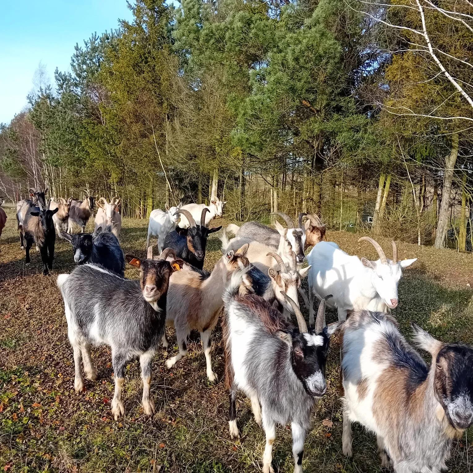 Floki Sery Kobysewo  - zdjęcie 1