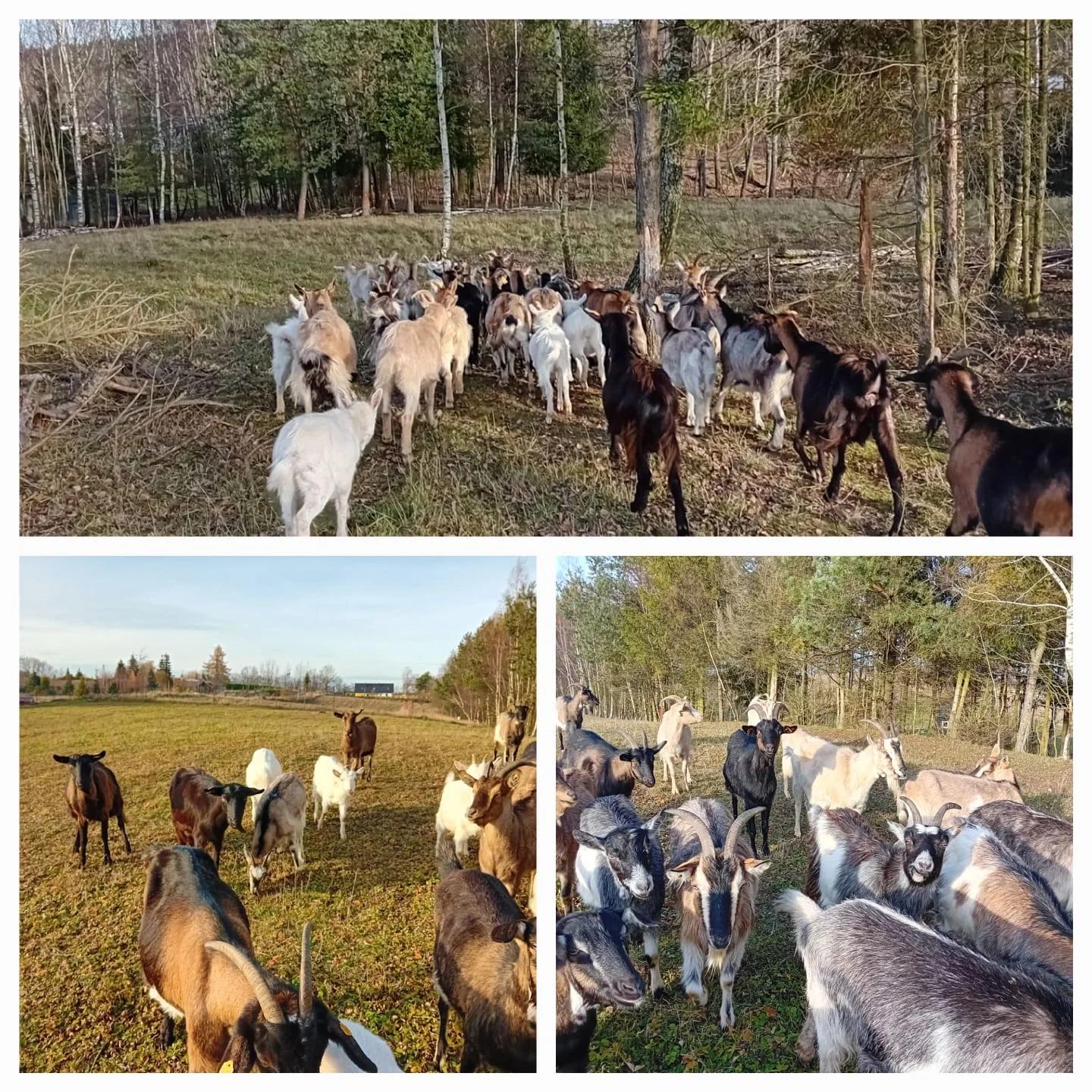 Floki Sery Kobysewo  - zdjęcie 5